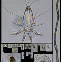 Figure 4: Plankton from the FlowCam images.